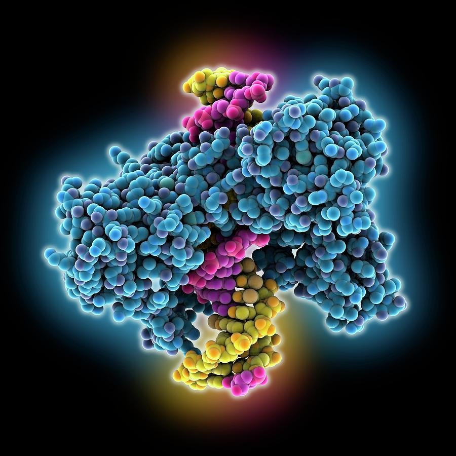 Biochemical Photograph - Type I Topoisomerase Bound To Dna by Laguna Design