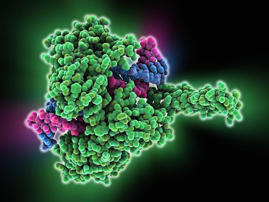 Type I Topoisomerase Bound To Dna Photograph By Science Photo Library