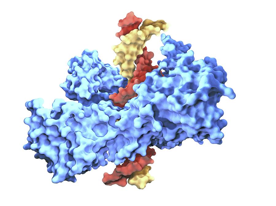 Type I Topoisomerase Protein Bound To Dna Photograph by Alfred Pasieka ...