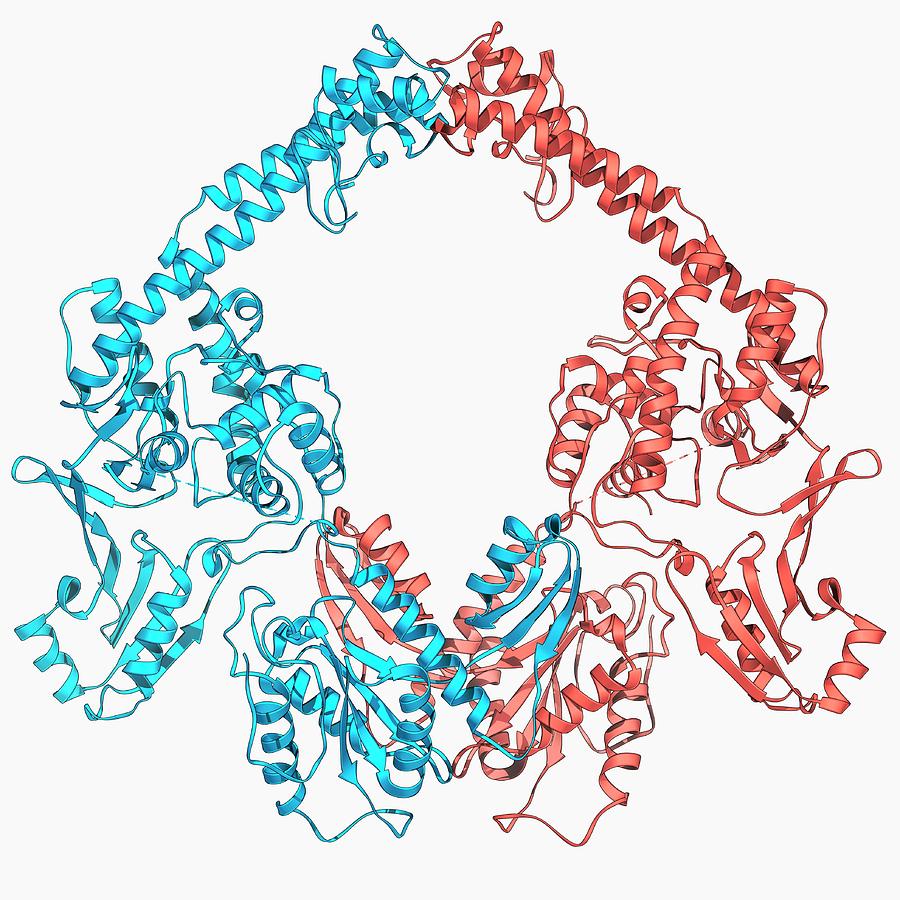 Type Ii Topoisomerase Molecule Photograph By Laguna Designscience