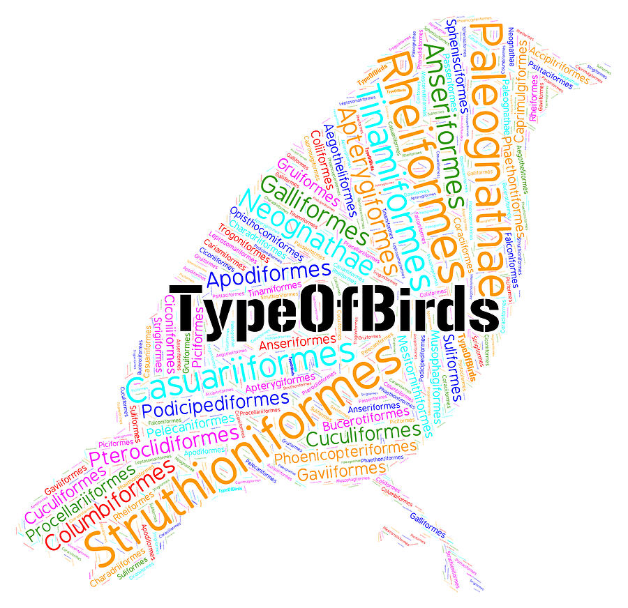 Type Of Species Of Birds Painting