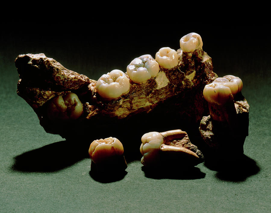 Type Specimen Of Paranthropus Crassidens (sk6) Photograph by John Reader/science Photo Library