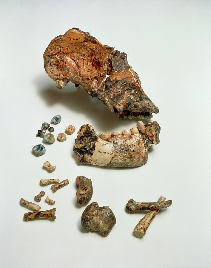 Type Specimen Of The Hominid Photograph by John Reader/science Photo Library