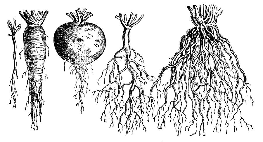 Types of roots Drawing by Nastasic