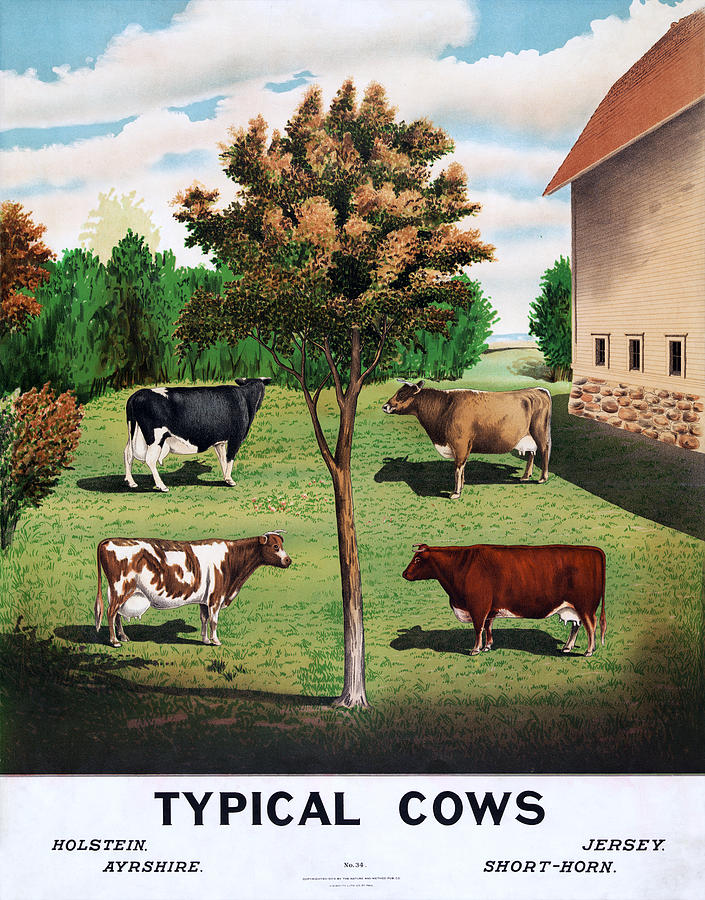 Typical Cows  Digital Art by Georgia Clare