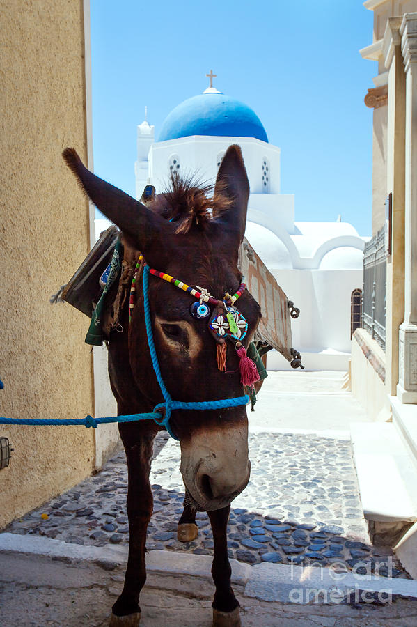 Typical donkey in a greek village Photograph by Matteo Colombo