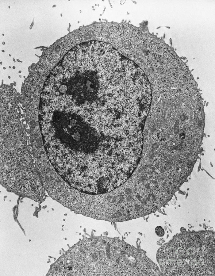 [DIAGRAM] Diagram Of A Typical Human Cell - WIRINGSCHEMA.COM