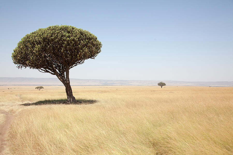 Typical Landscape, Masai Mara National Photograph by Angelika