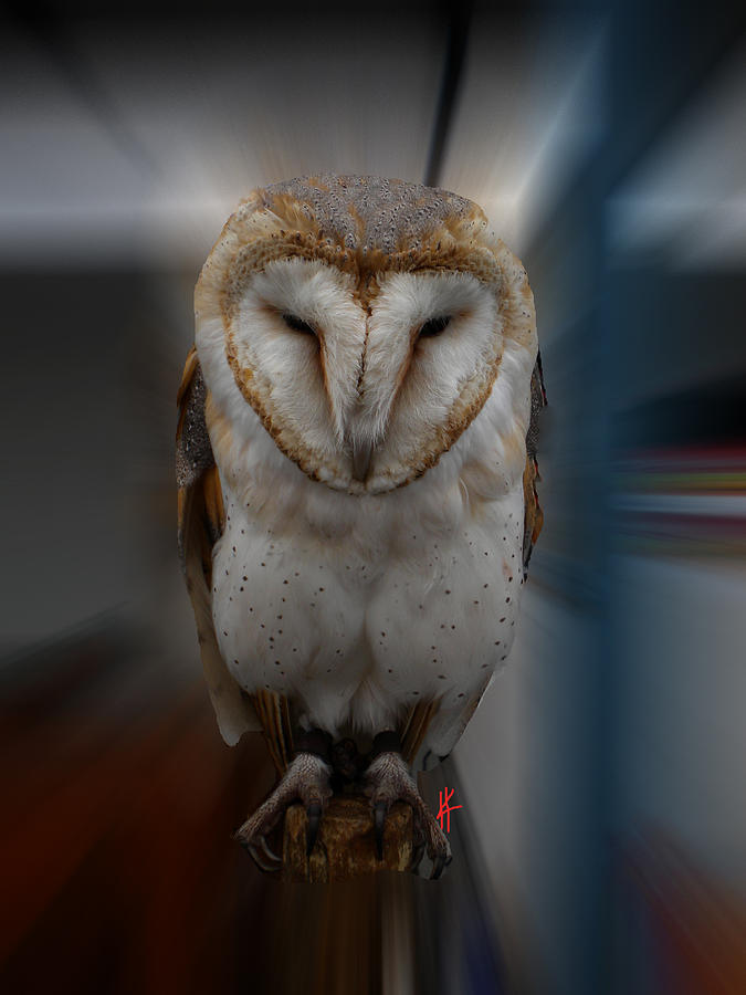 Owl Photograph - Typo Alba Owl Spain  by Colette V Hera Guggenheim