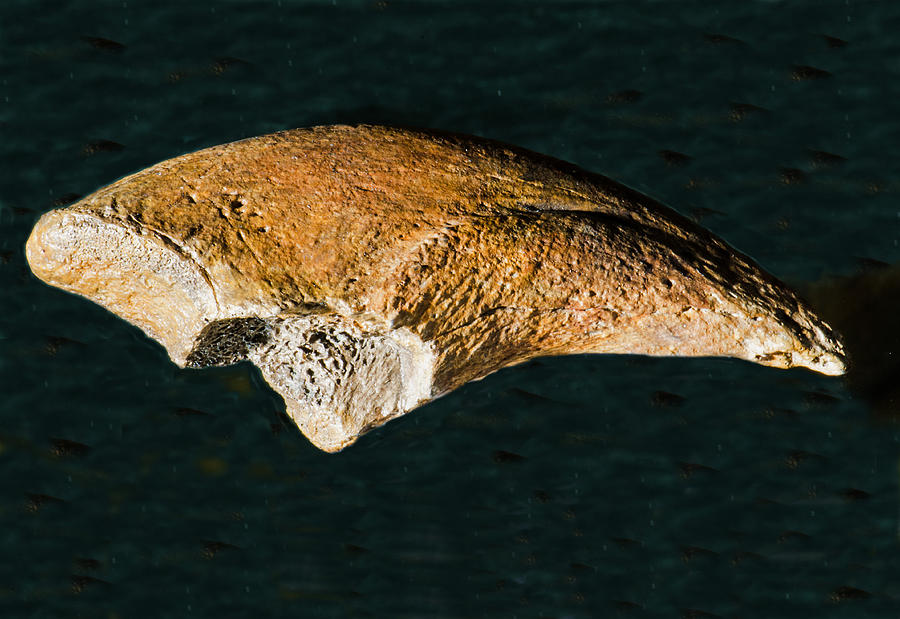 Tyrannosaurus Rex Claw Photograph by Millard H. Sharp - Fine Art America