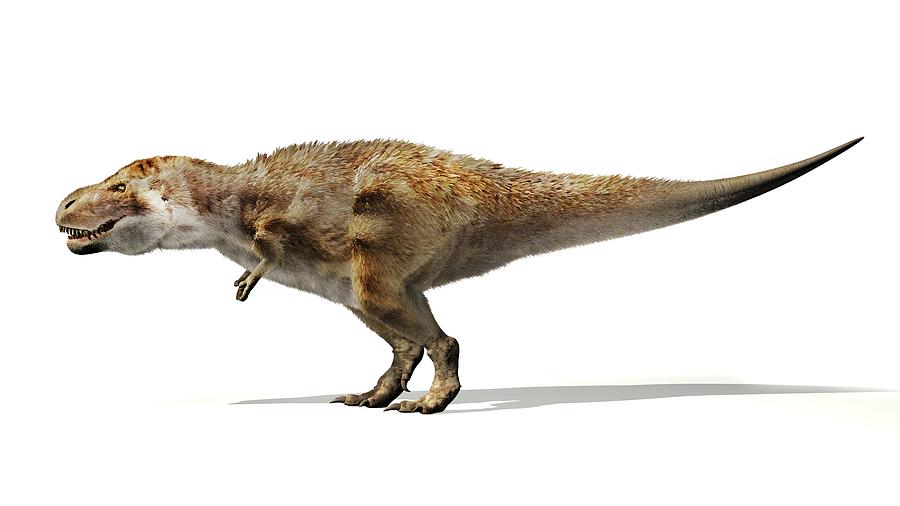 Prehistoric Photograph - Tyrannosaurus Rex Dinosaur by Jose Antonio Penas/science Photo Library