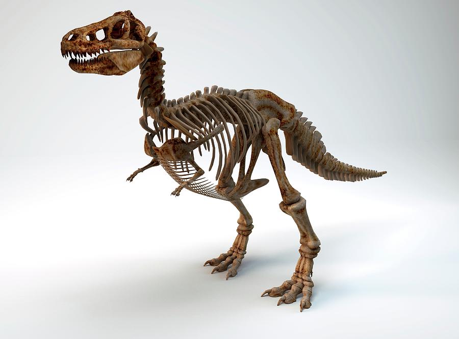 actual dinosaur skeleton