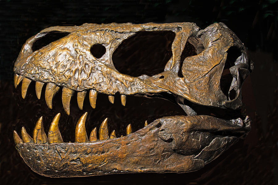 Tyrannosaurus Rex Dinosaur Skull Photograph by Millard H. Sharp