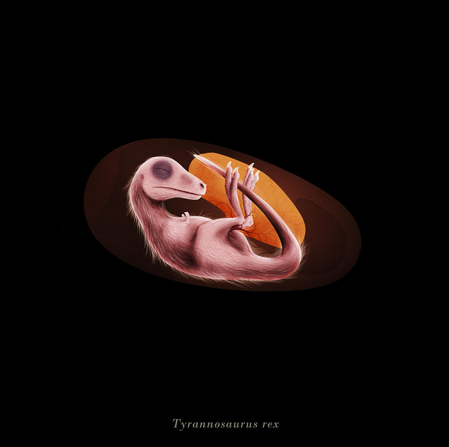 Tyrannosaurus rex embryo Digital Art by Christian Masnaghetti