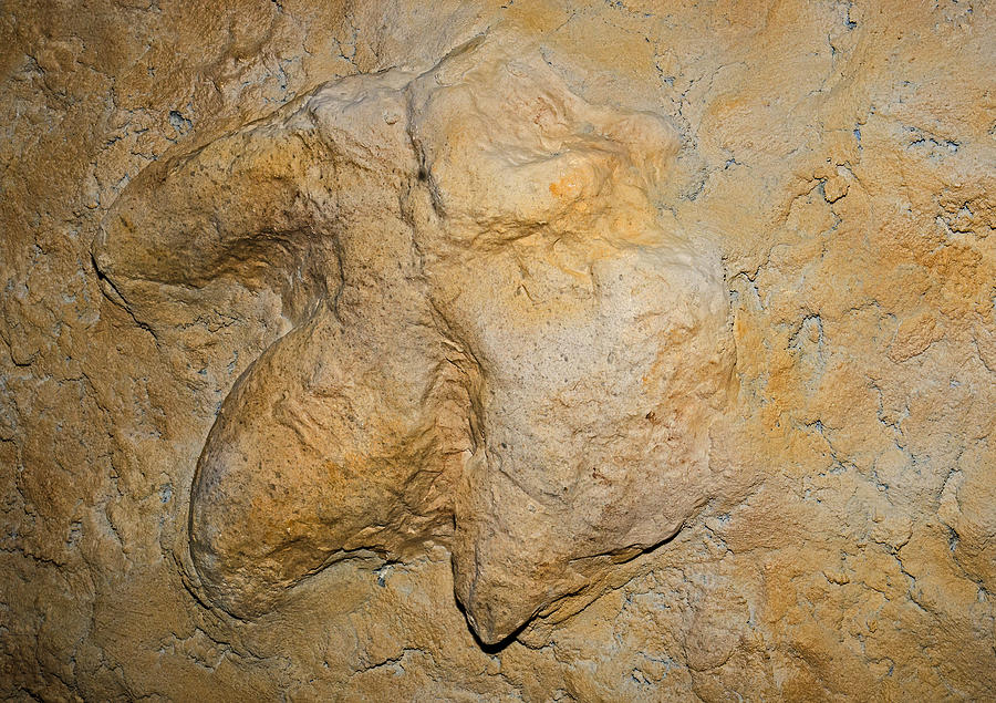 Tyrannosaurus Rex Footprint Photograph by Millard H. Sharp