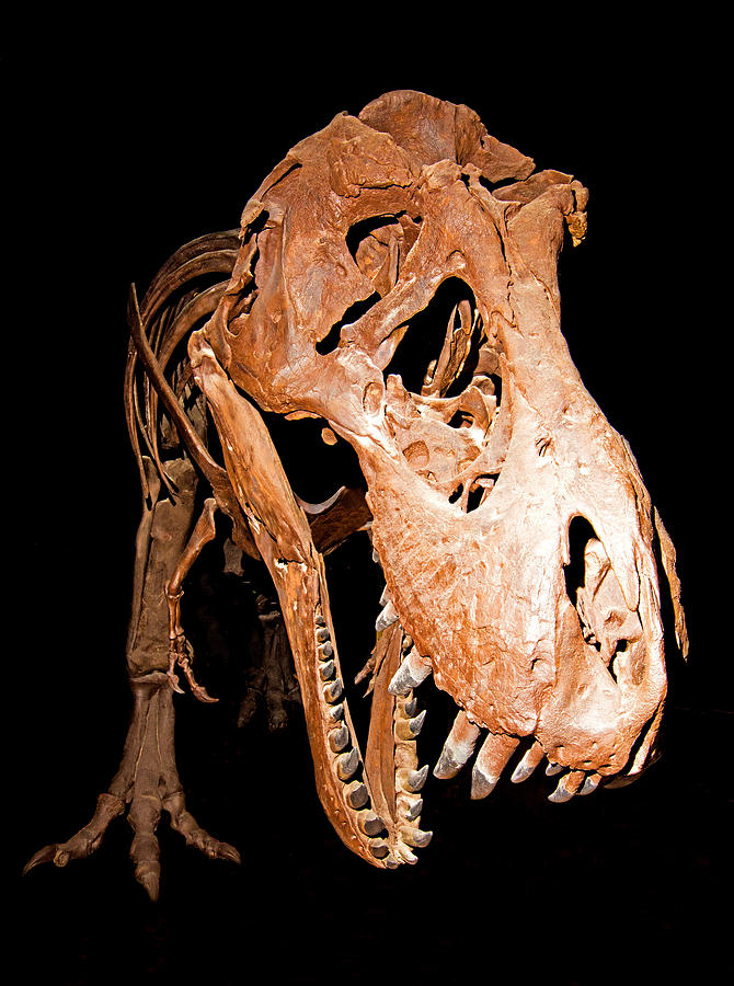Tyrannosaurus Rex, Fossil Photograph by Millard H. Sharp