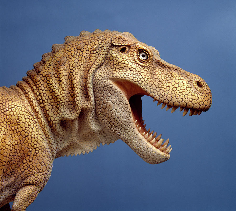 Tyrannosaurus Rex Model Photograph by Natural History Museum, London/science Photo Library