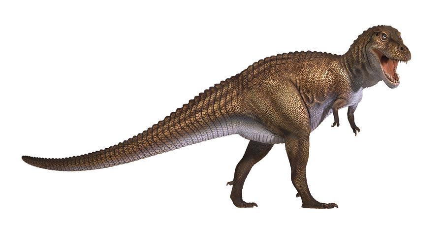 Tyrannosaurus rex model Photograph by Science Photo Library