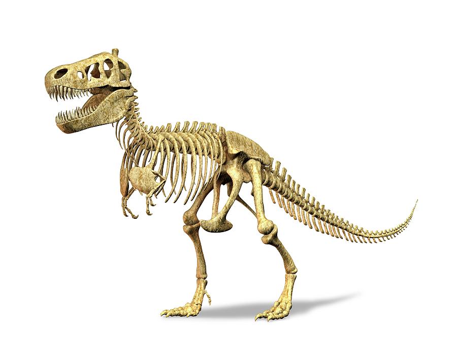 Tyrannosaurus Rex Skeleton, Artwork Digital Art by Leonello Calvetti