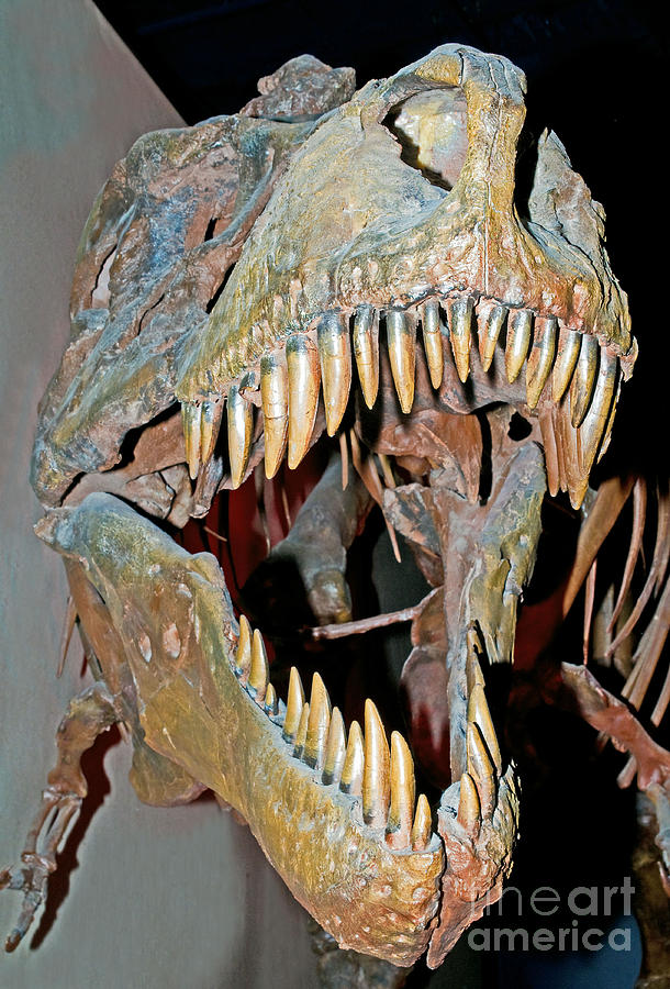 Tyrannosaurus Rex Skeleton Photograph by Millard H Sharp