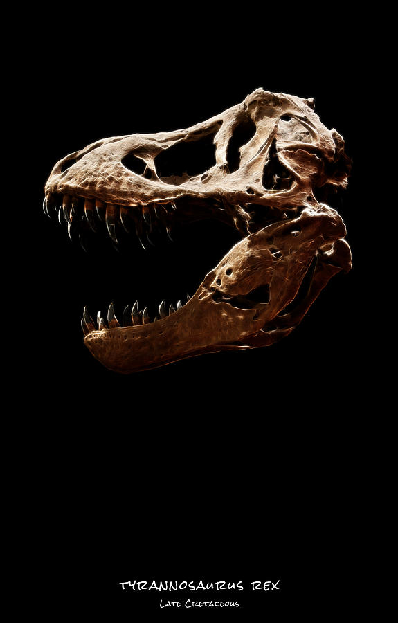 Tyrannosaurus rex skull 2 Photograph by Weston Westmoreland