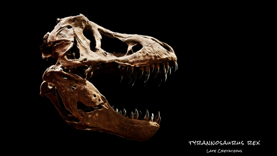 Tyrannosaurus rex skull 3 Photograph by Weston Westmoreland