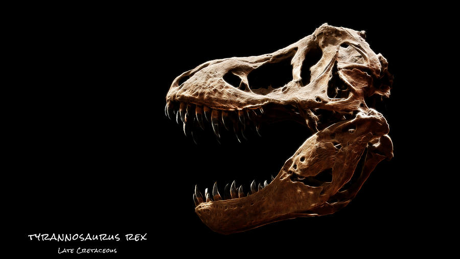 Jaws Photograph - Tyrannosaurus rex skull 4 by Weston Westmoreland