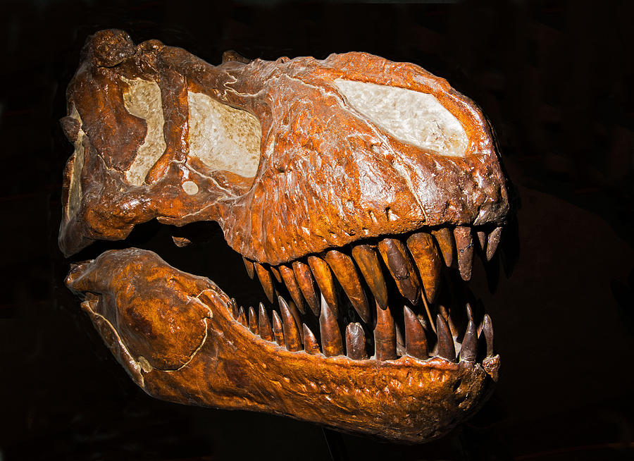 Tyrannosaurus Rex Skull Fossil Photograph by Millard H. Sharp