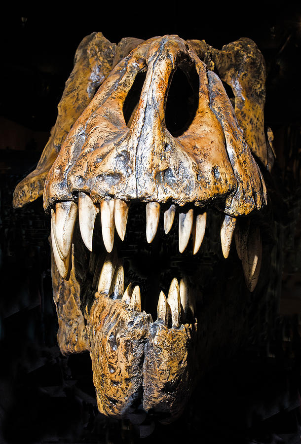 Tyrannosaurus Rex Skull Photograph by Millard H. Sharp