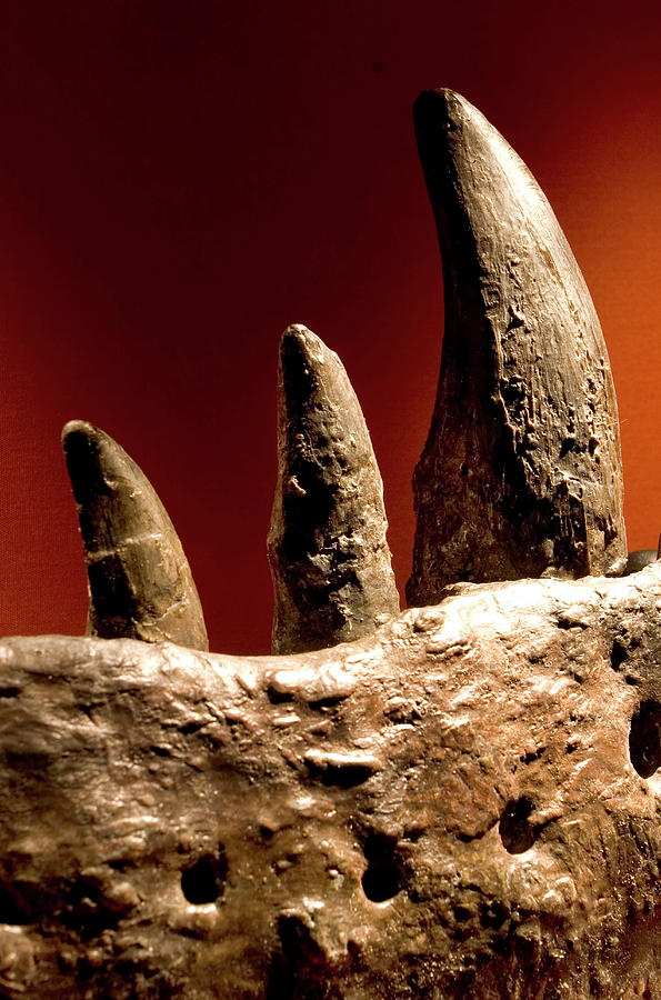 Tyrannosaurus Rex Teeth Fossil Photograph by Natural History Museum, London/science Photo Library