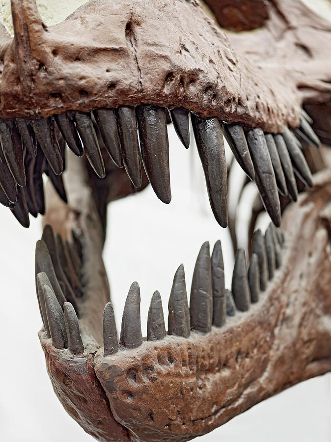 tyrannosaurus rex teeth