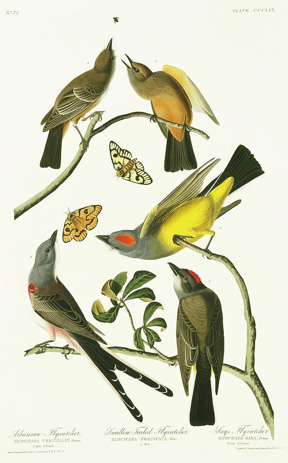 Tyrant Flycatchers Photograph by Natural History Museum, London/science Photo Library
