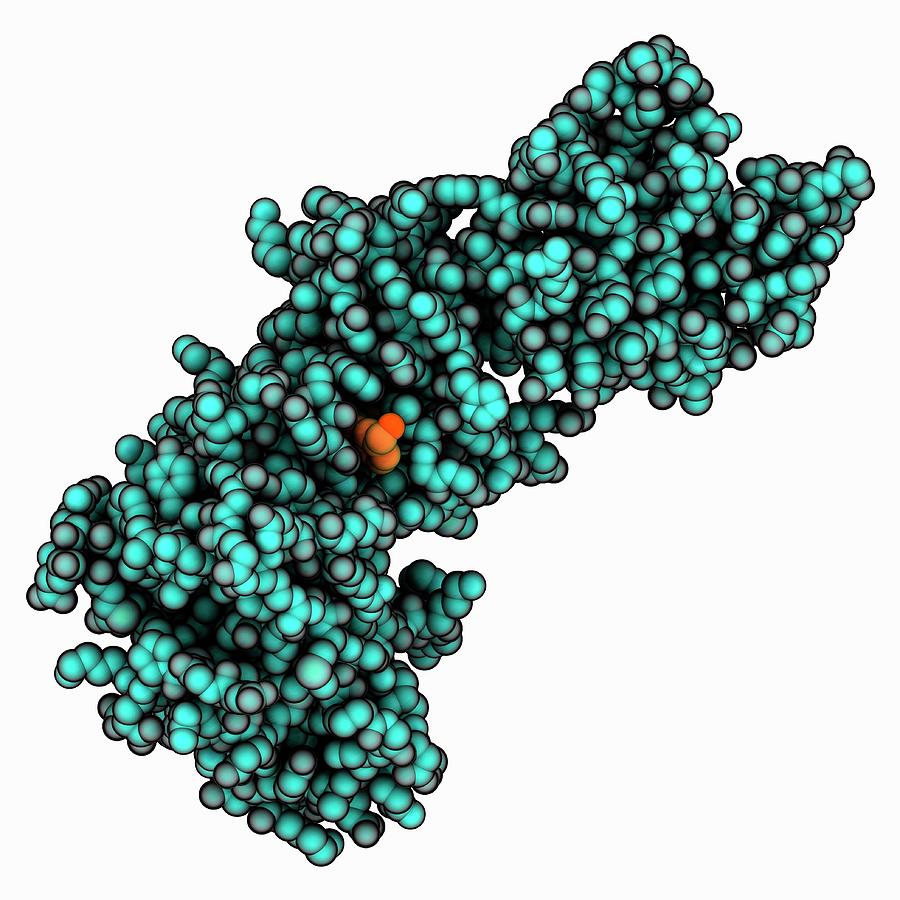 Tyrosine Kinase C Abl By Laguna Design Science Photo Library