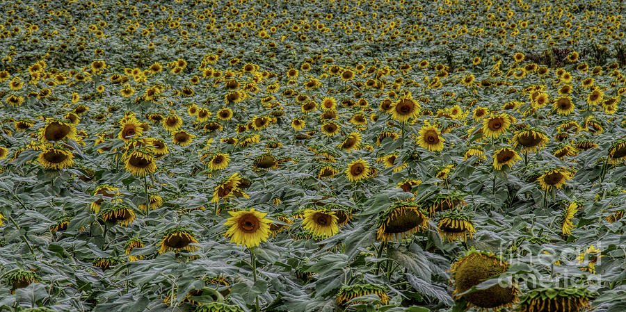 U can never have too many Sunflowers Photograph by Barbara Bowen