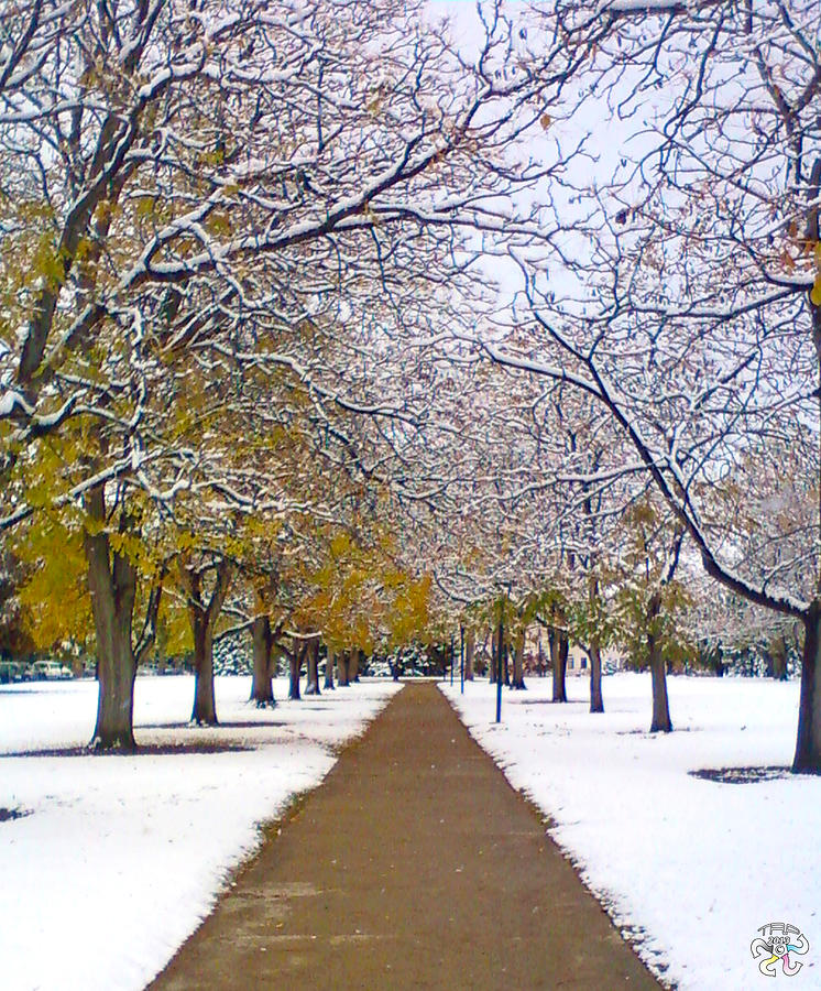 Tree Photograph - U of U First Snow by Terry Pelch