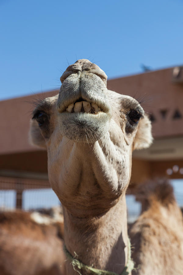 Animal Photograph - Uae, Al Ain Jabel Hafeet, Al Ain Camel by Walter Bibikow