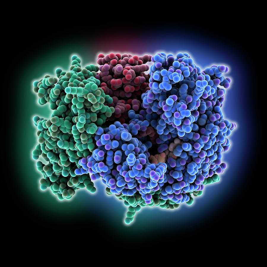Biochemical Photograph - Ubiquitin-like Protein Complex by Laguna Design