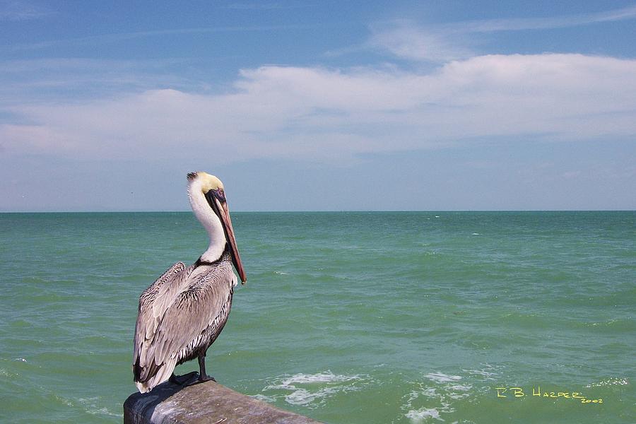 Ubiquitous Pelican Photograph by R B Harper