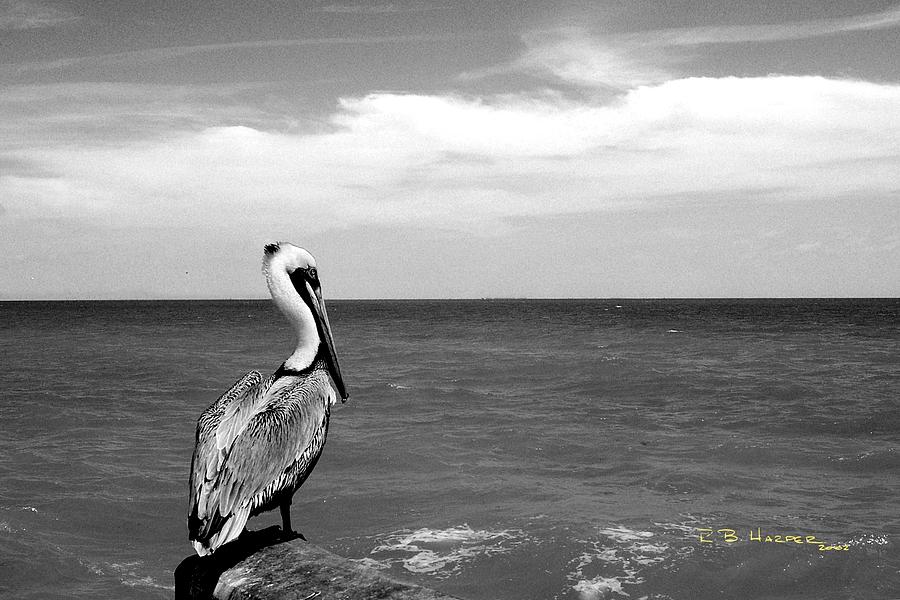 Ubiquitous Pelican in Black and White Photograph by R B Harper