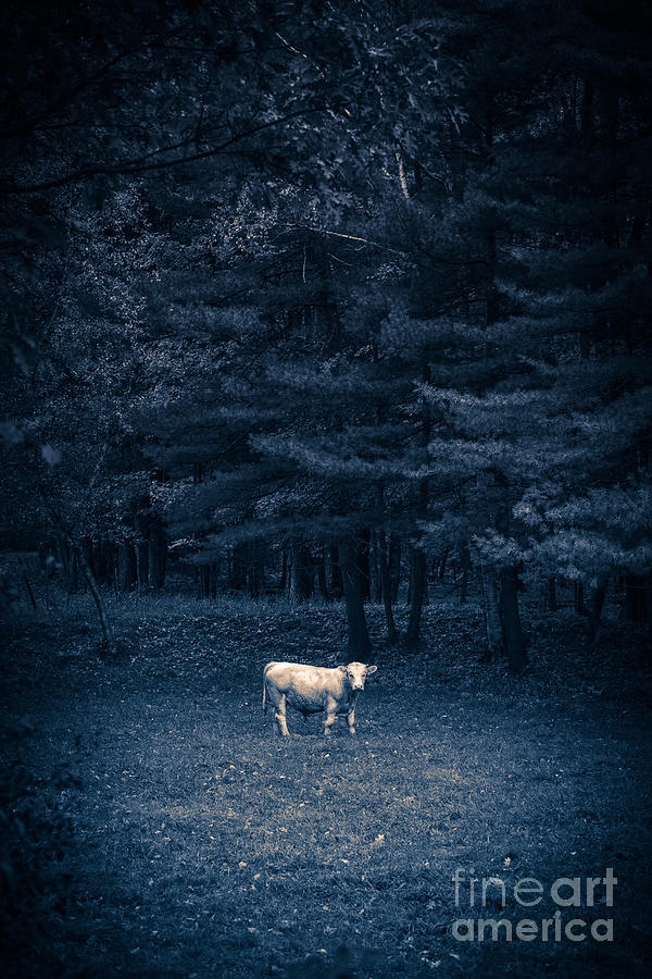 Nature Photograph - Udder the Moo Night by Edward Fielding
