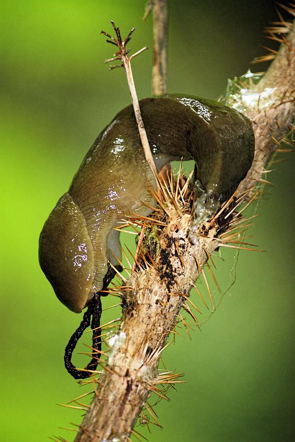 Ugh a Slug Photograph by Jenny Hudson
