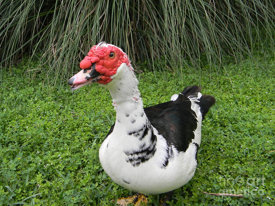 Duck Photograph - Ugly Duck by Joanne Askew
