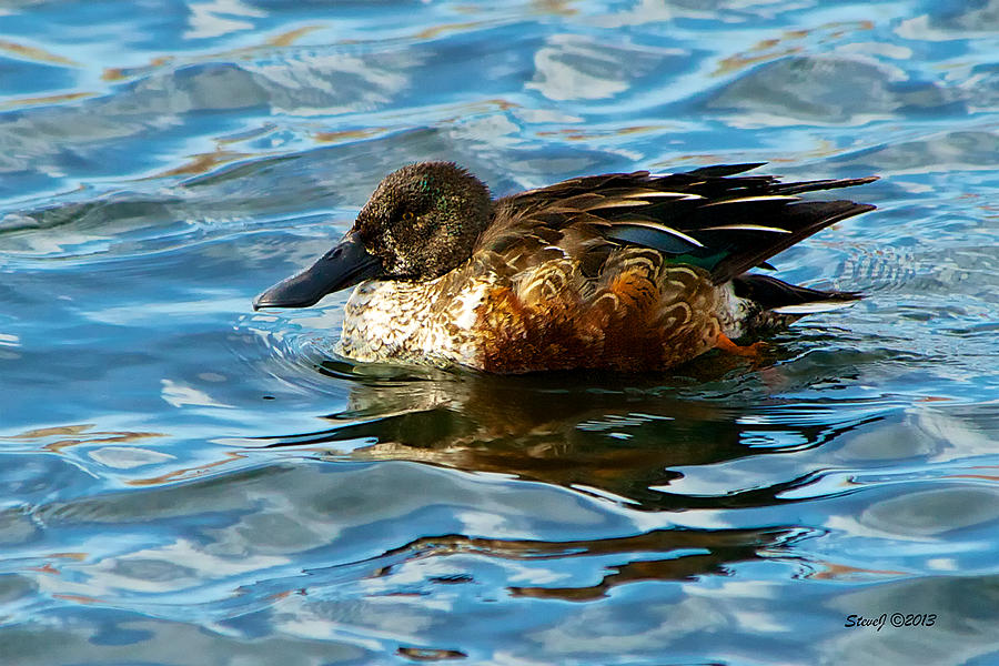 Ugly Duck Photograph by Stephen Johnson