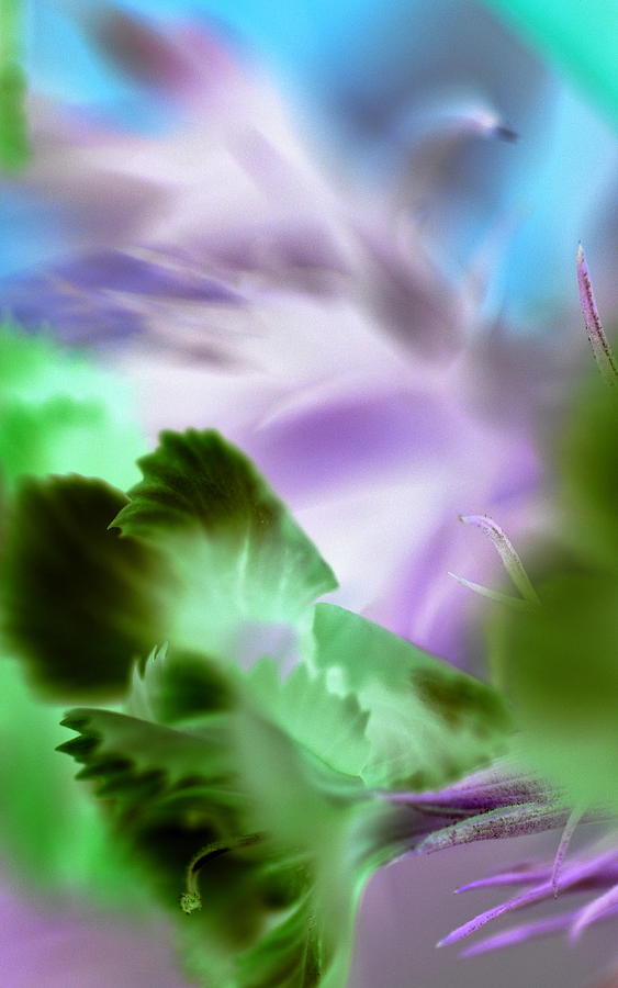 Light Photograph - Ugly Duckling by Christine Ricker Brandt Light Photograph - Ugly Duckling by Christine Ricker Brandt