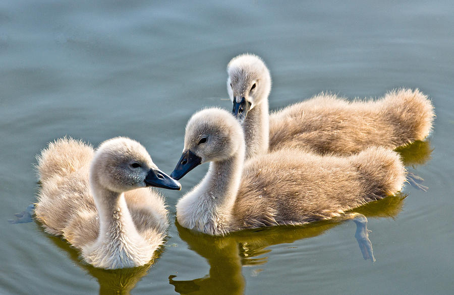 Swan Photograph - Ugly Ducklings by Scott Carruthers