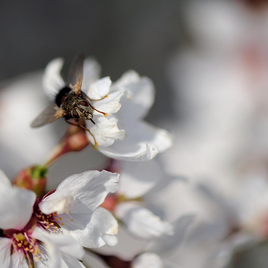 Nature Photograph - Ugly Pollinator by Ian Ashbaugh