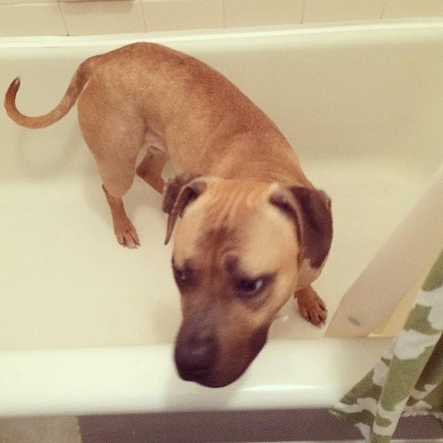 Bathtime Photograph - Uhm... @sashafierce_thedog , Do You by Samantha Rash