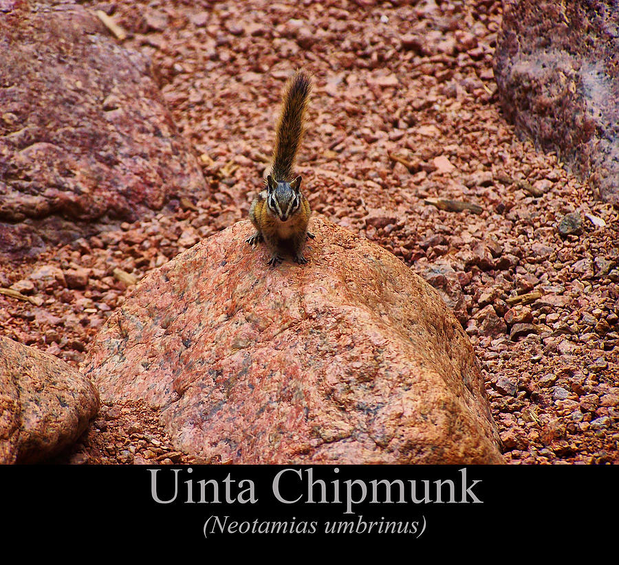 Uinta Chipmunk Digital Art by Flees Photos