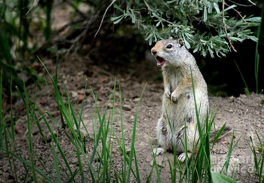 Uinta Ground Squirrel Photograph by E B Schmidt