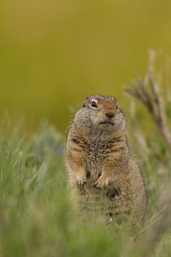 Uinta Ground Squirrel Photograph by Natural Focal Point Photography